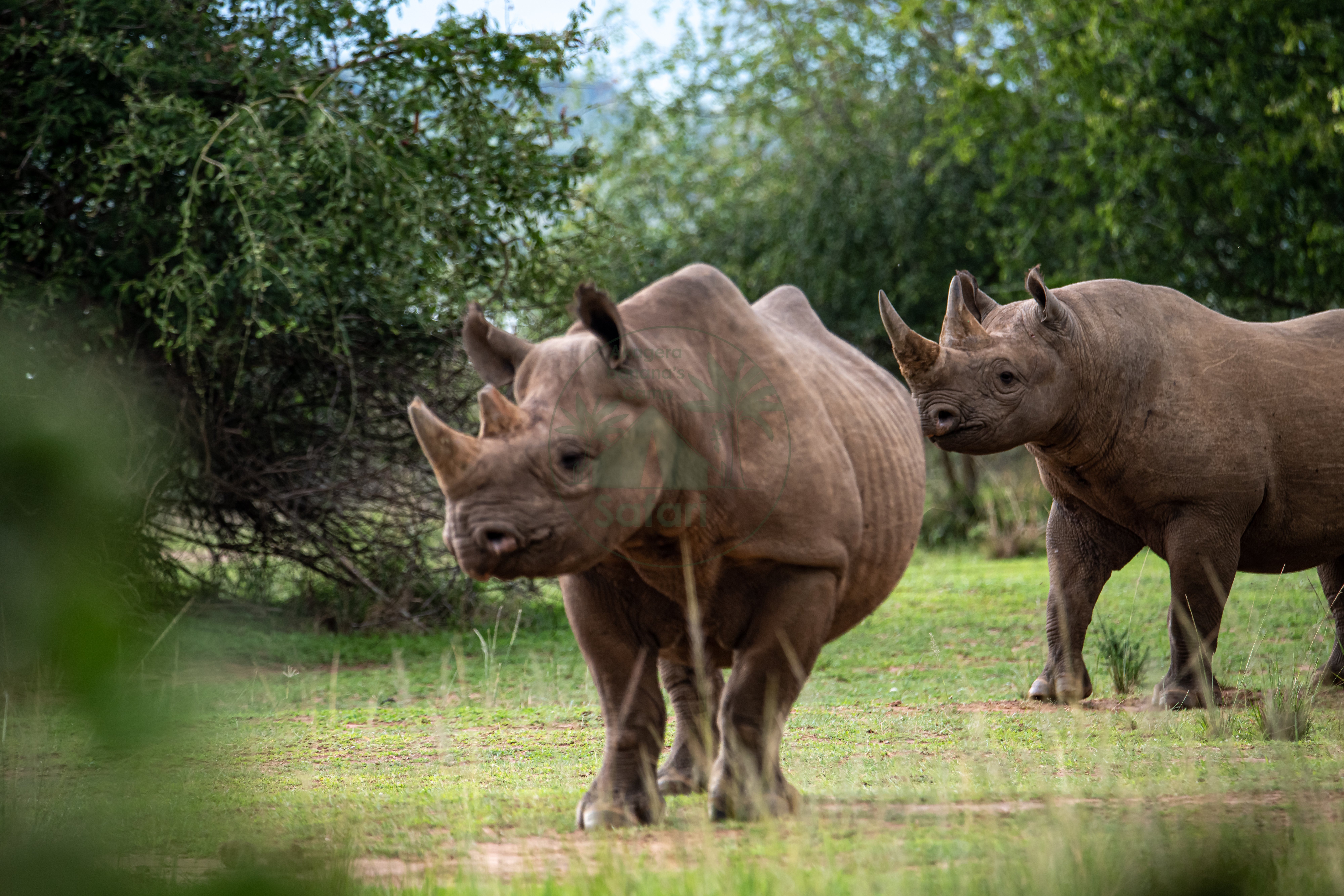 Black rhino — one of Akagera's most celebrated conservation stories