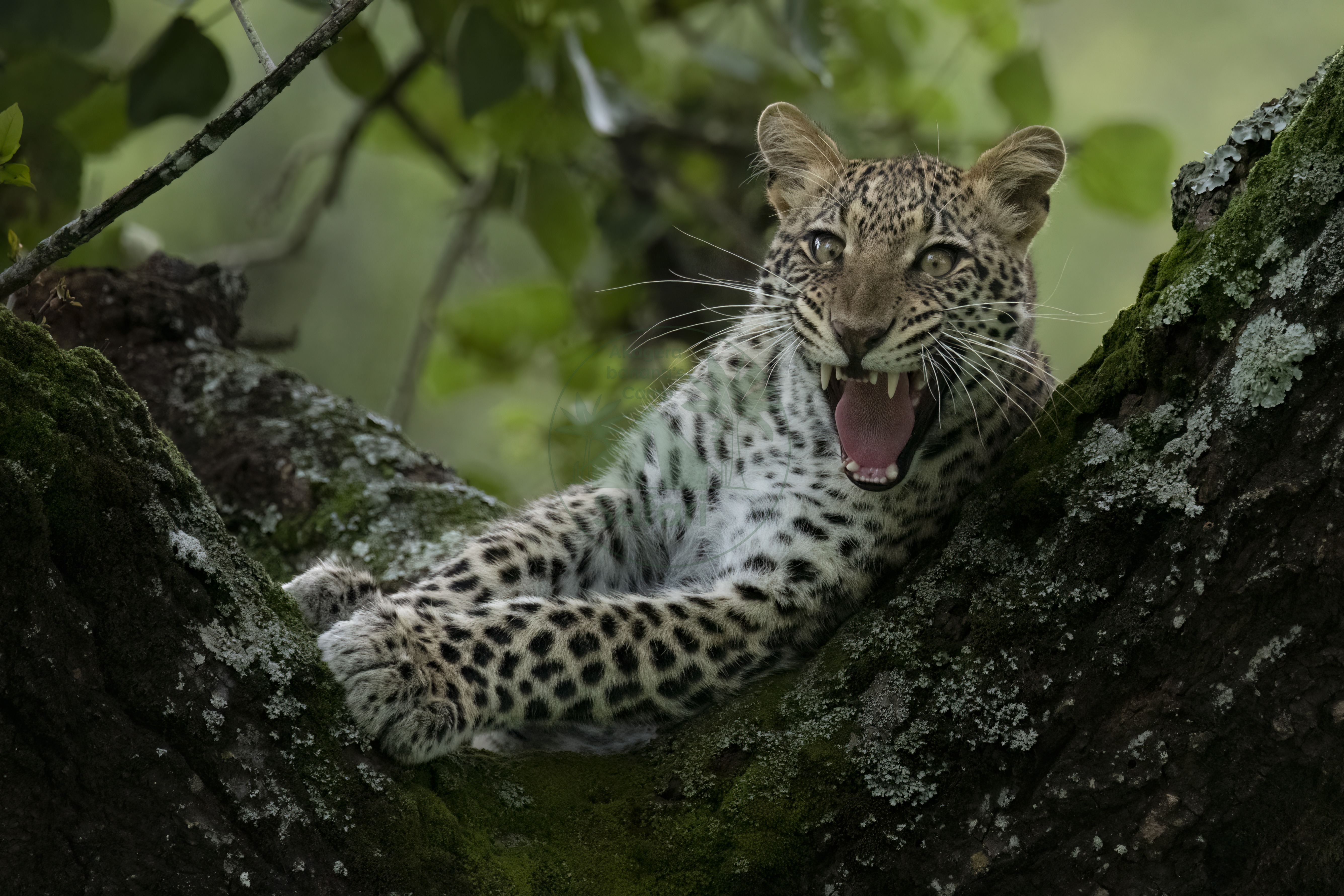 Leopard cub at rest in a moss-covered tree